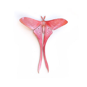 'Mini Pink Silk' Moth