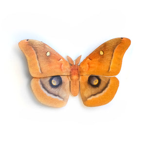 'Mini Polyphemus' Moth