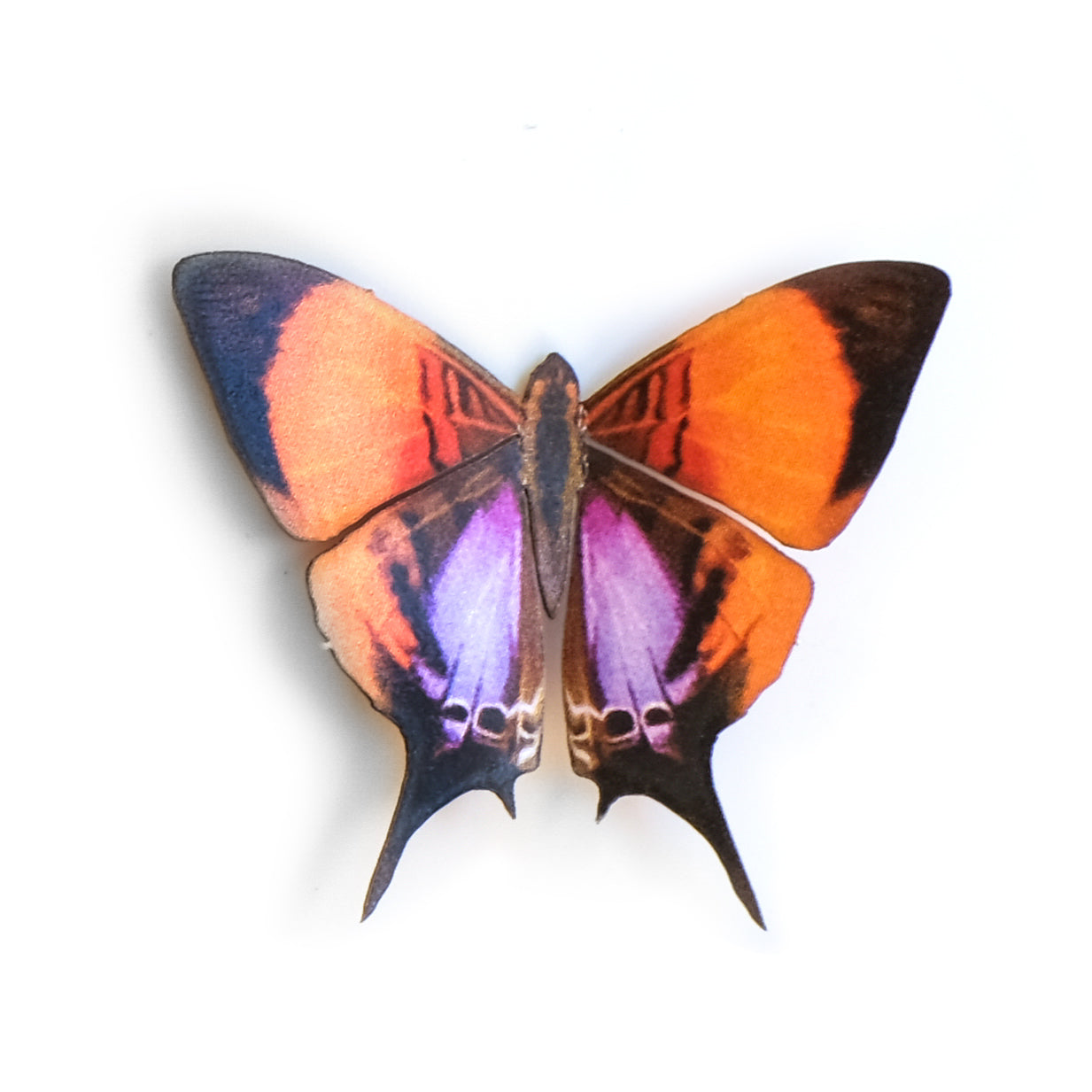 'Mini Purple-Stained Daggerwing' Butterfly