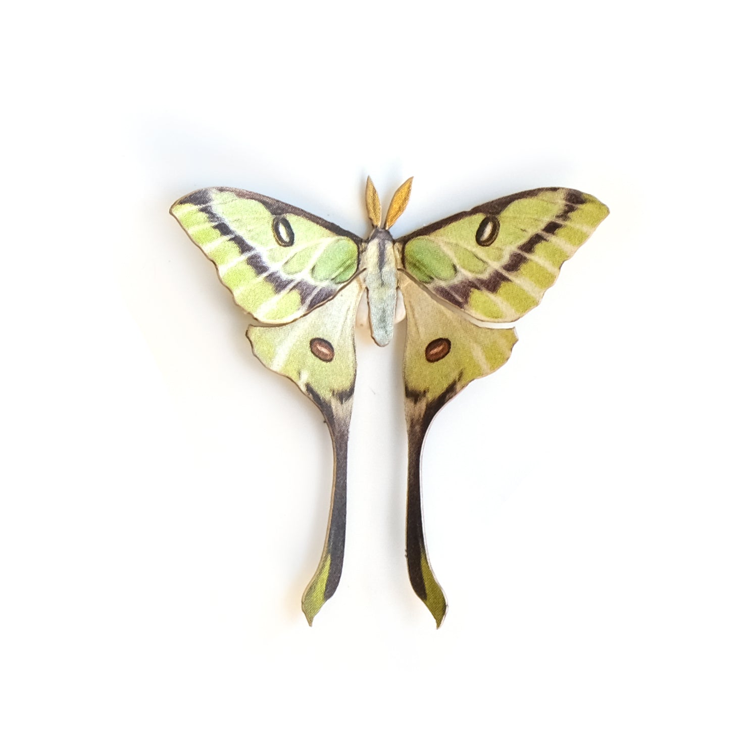 'Mini Rare Moon' Moth