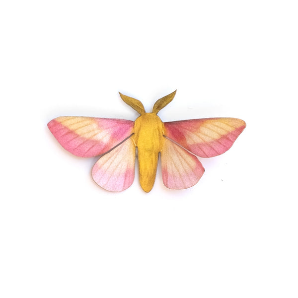 'Mini Rosy Maple' moth - Moth & Myth