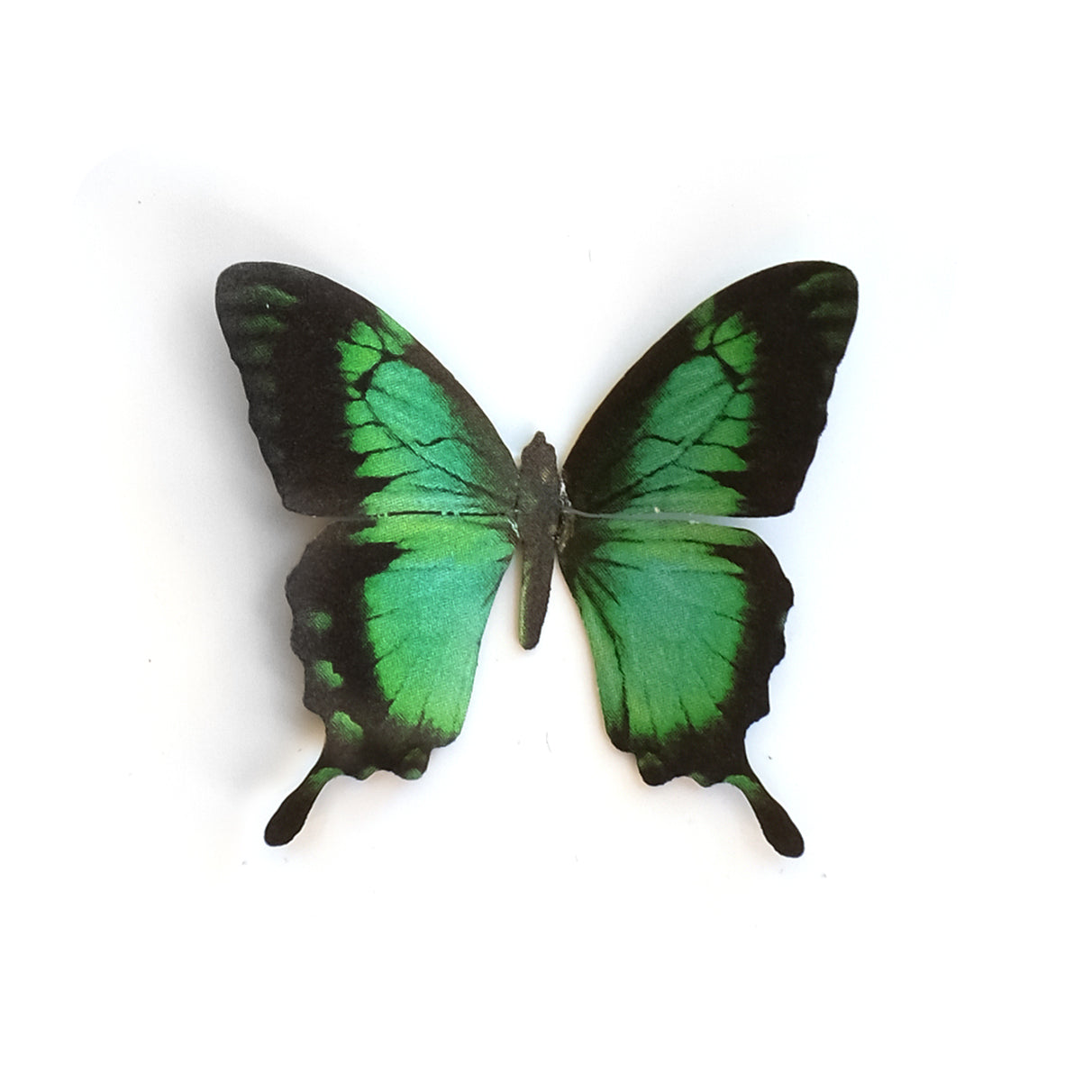 Mini Sea Green' Swallowtail Butterfly