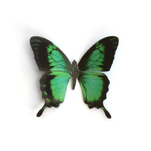 'Mini Sea Green' Swallowtail Butterfly