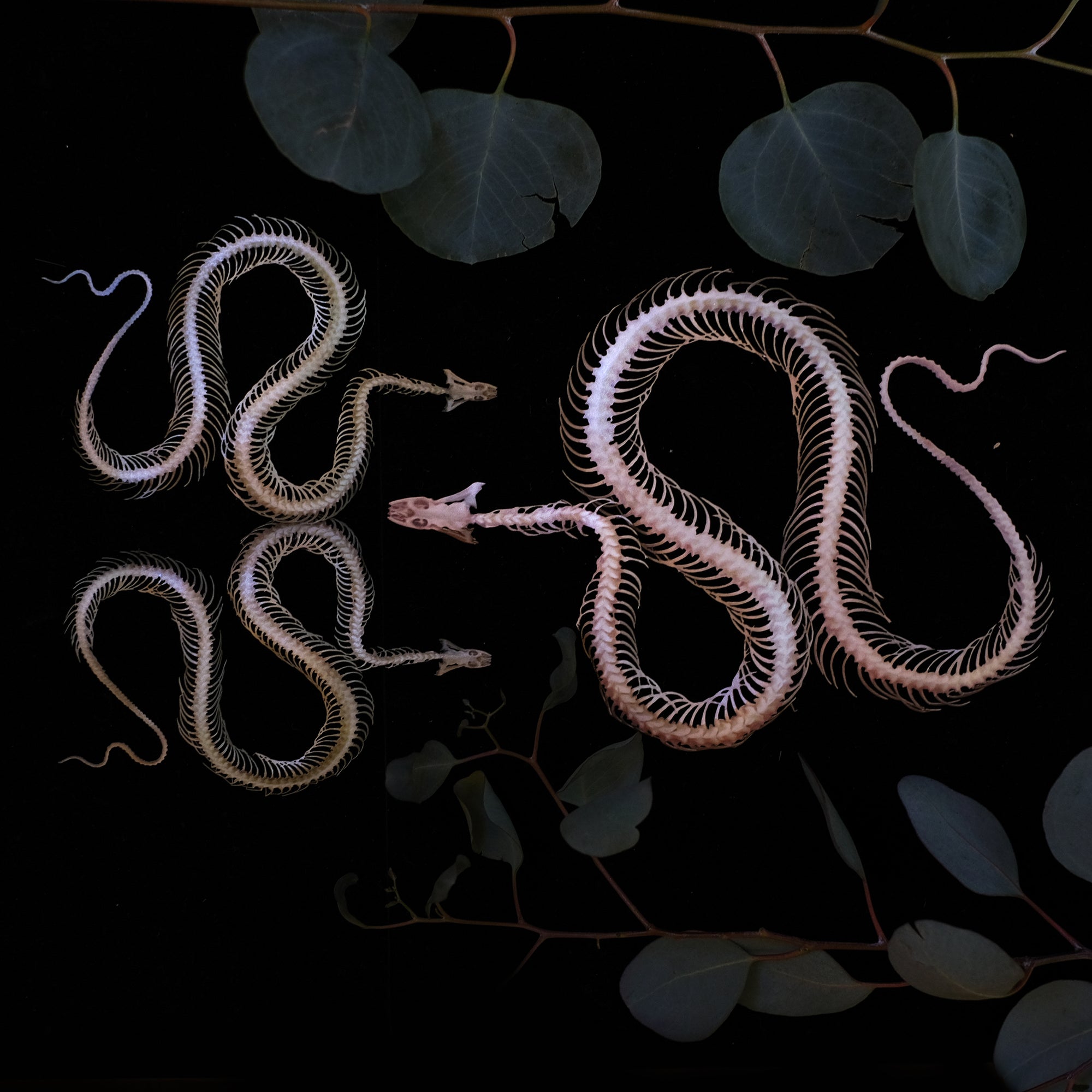 💫Back in Stock💫 'Ouroboros' Mini Snake Skeleton Set