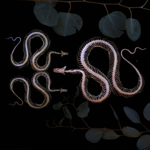 💫Back in Stock💫 'Ouroboros' Mini Snake Skeleton Set