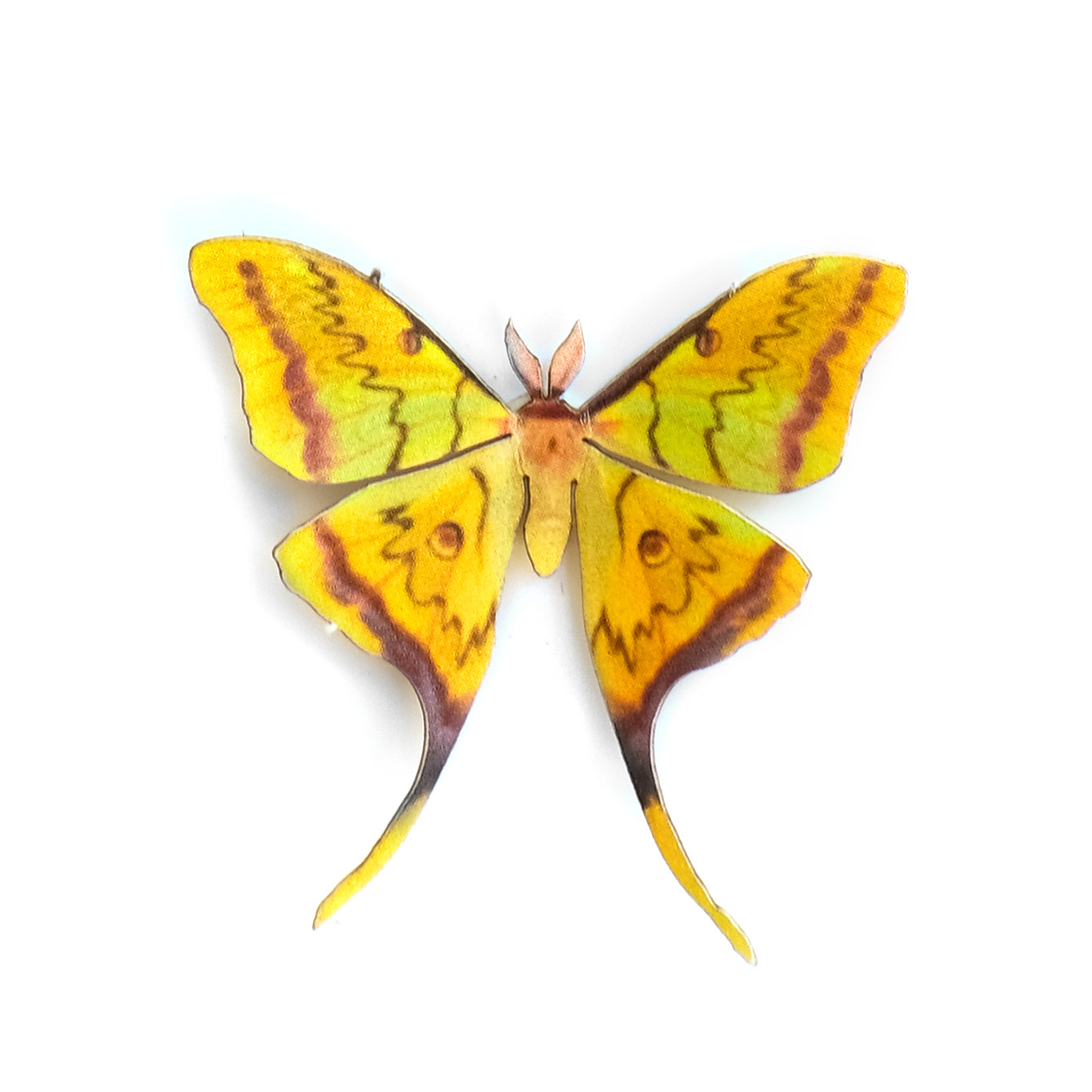 'Mini South China Moon' Moth