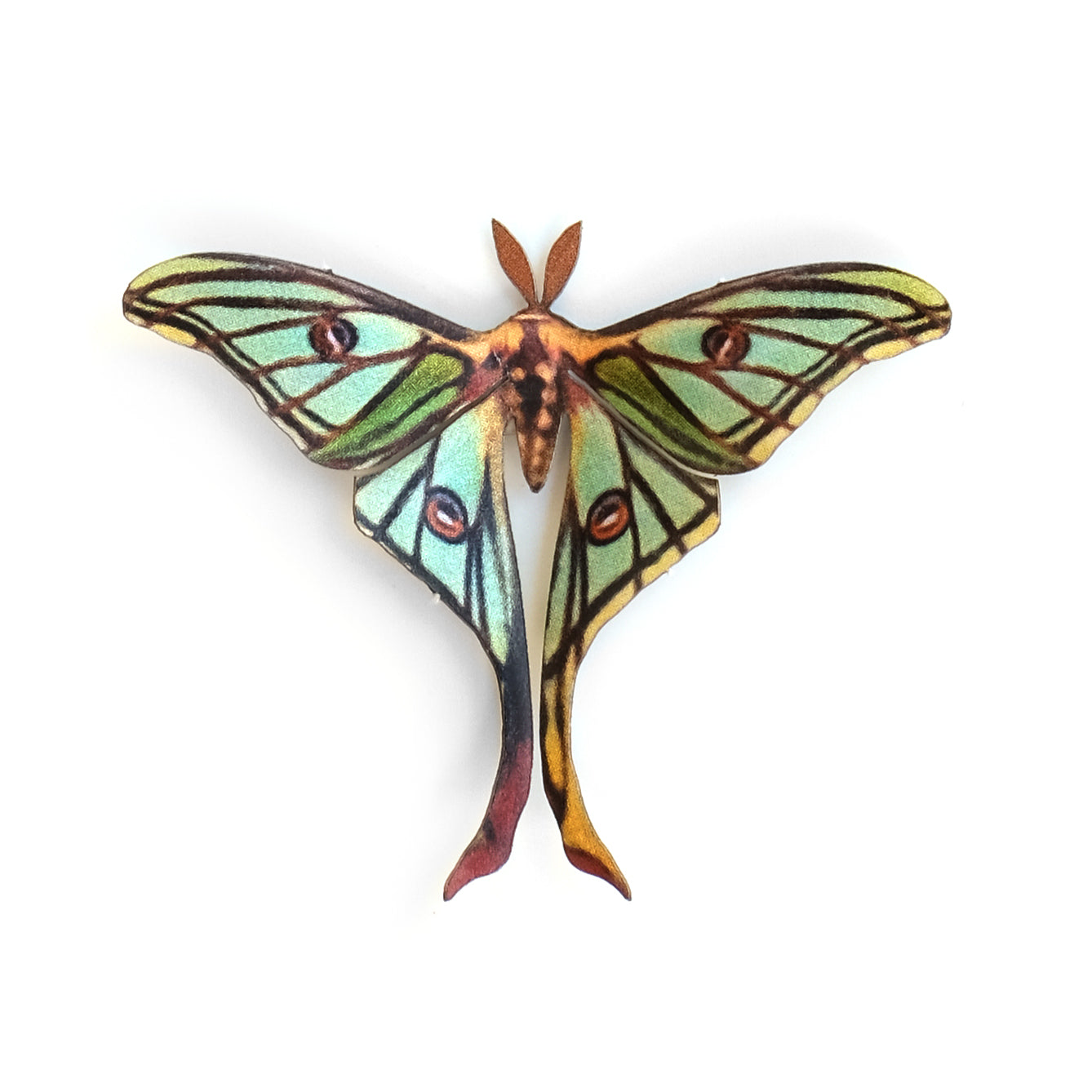 'Mini Spanish Moon' Moth