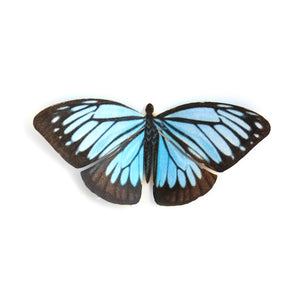'Mini Wanderer' Butterfly