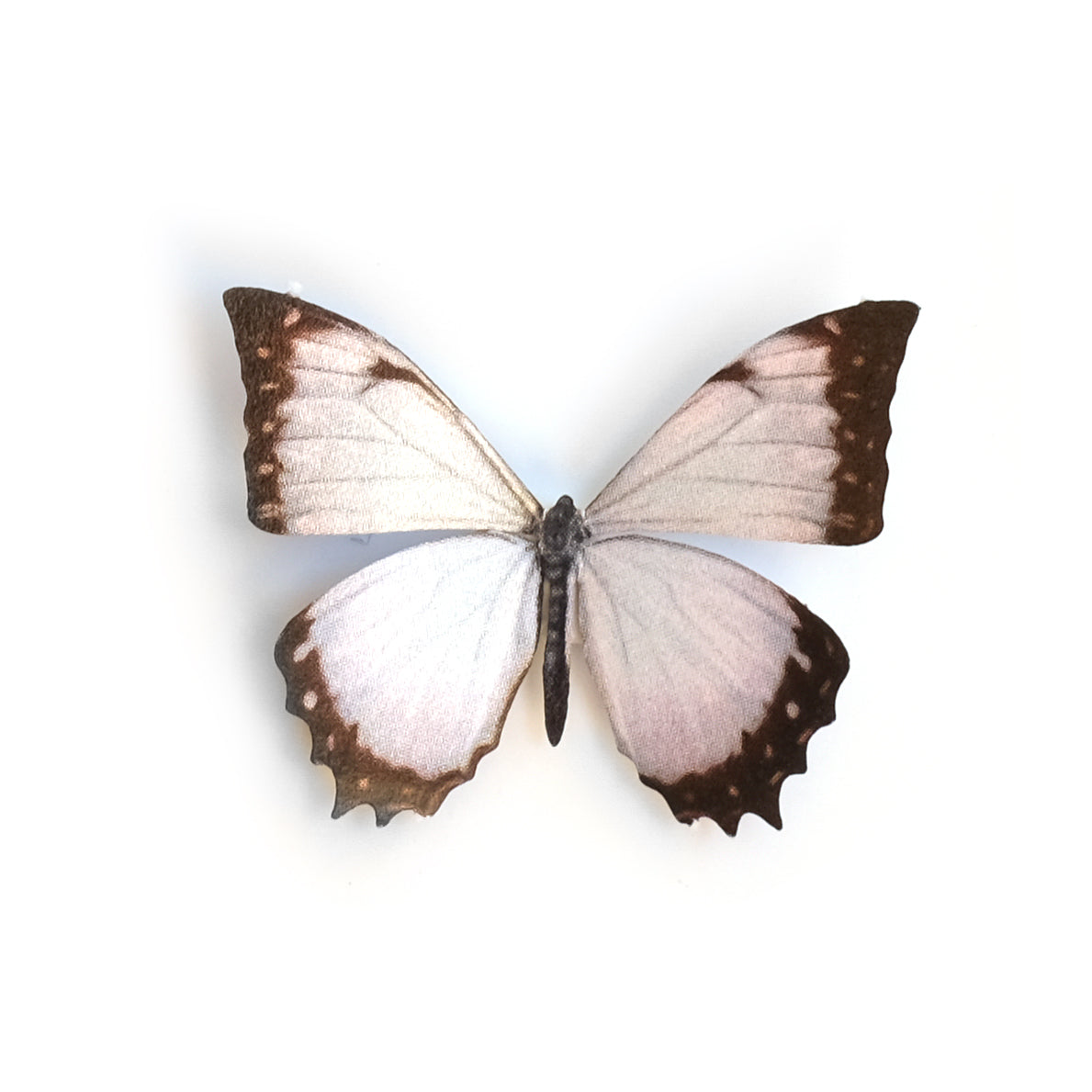 'Mini White Morpho' Butterfly