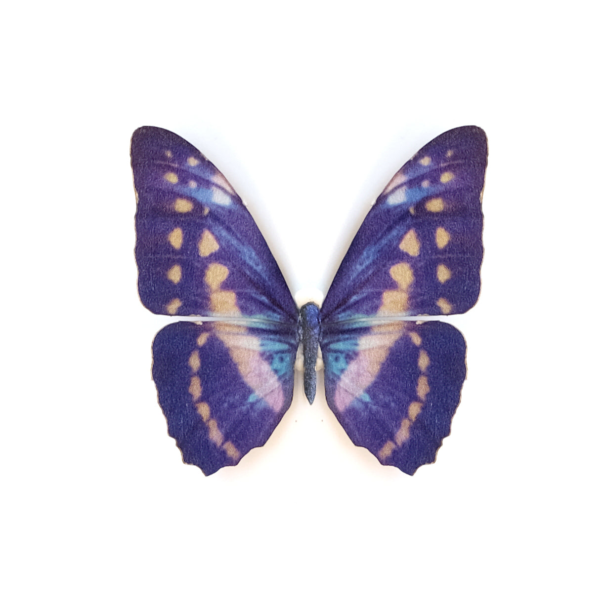 'Mini White and Blue Morpho' Butterfly