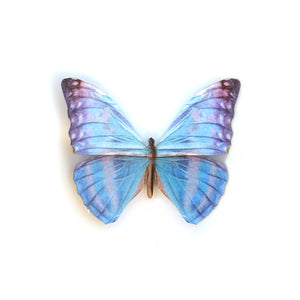 'Mini Zephyritis Morpho' Butterfly