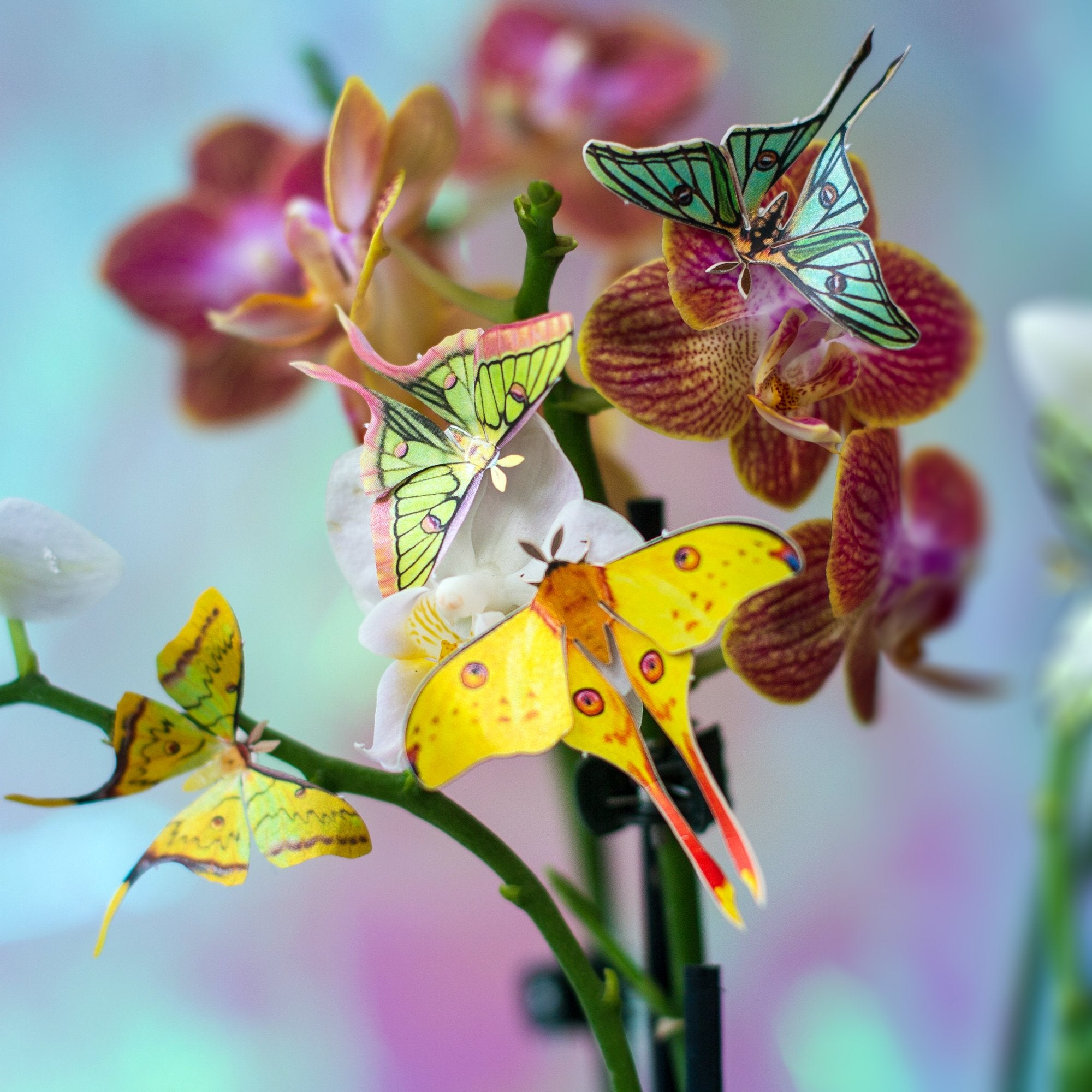 ‘Summer' Mini Moth Collection Artist Wholesale
