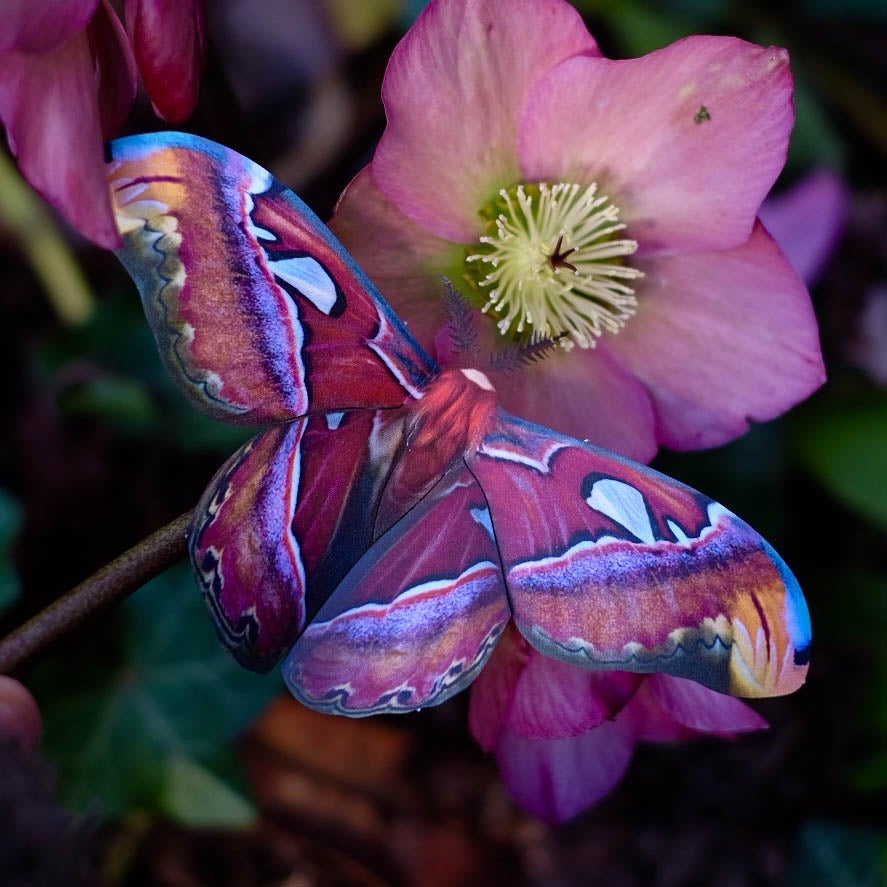 'Alt-Color Atlas' Moth