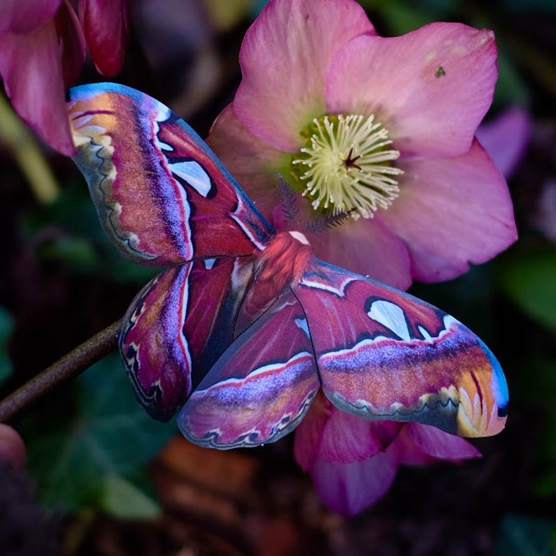 Paper Alt-Color Atlas Moth - Moth & Myth