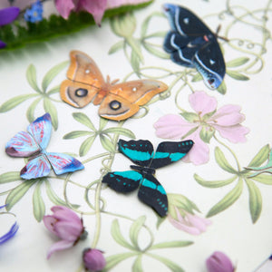 'Mini Common Bluebottle' Butterfly