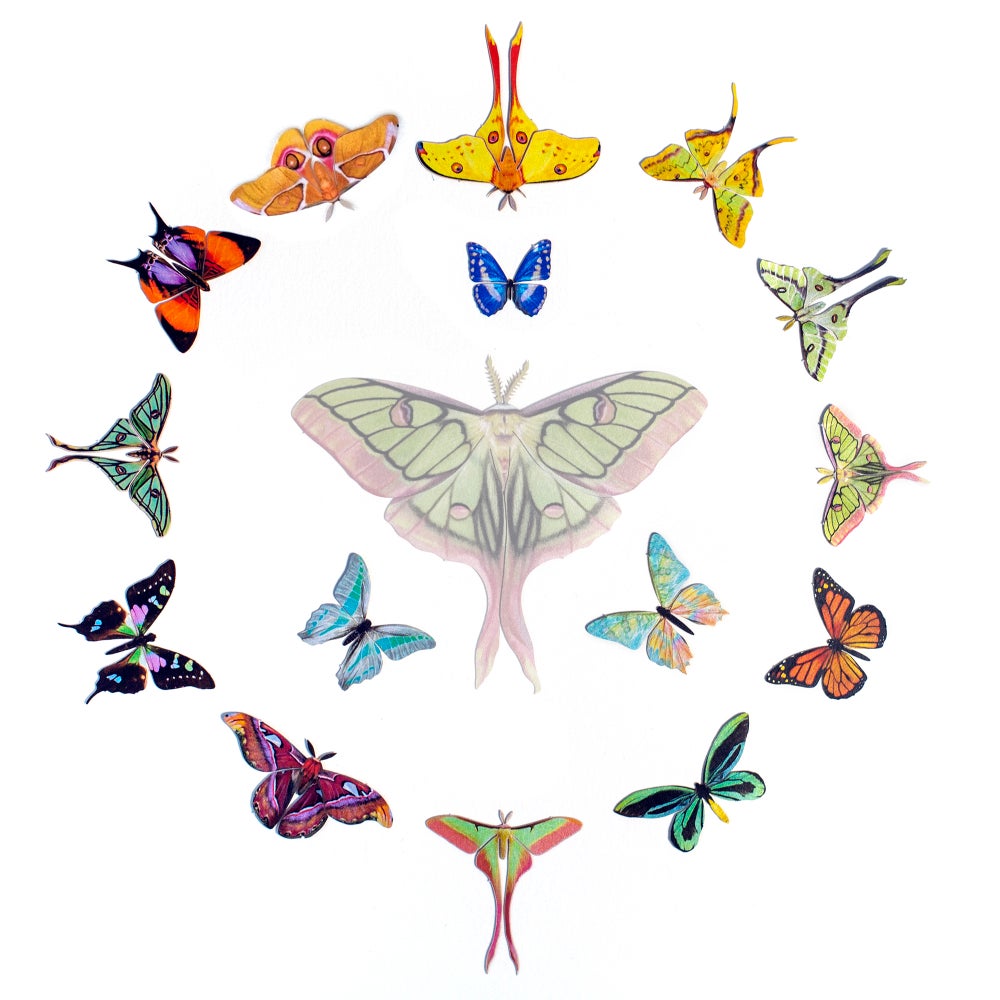 ’Summer' Mini Moth Collection