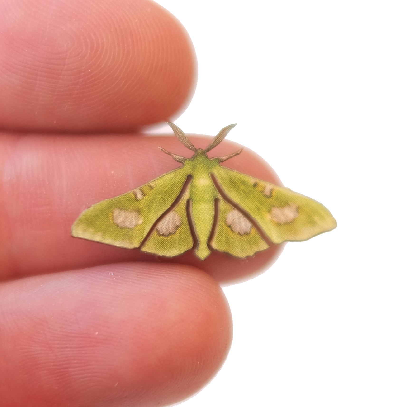 'Micro Moonlight Queen' Moth