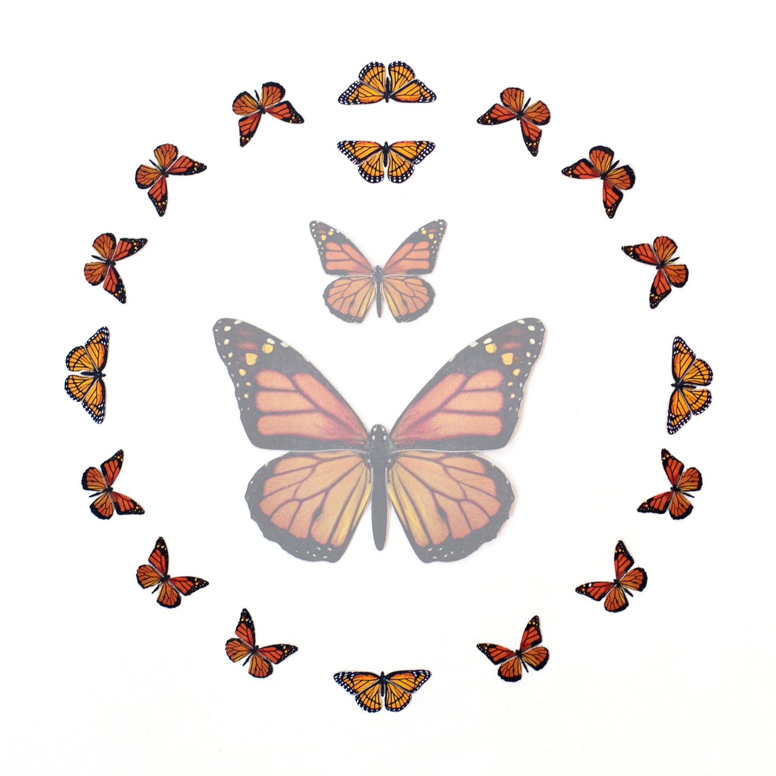 'Marmalade' Micro Monarch Butterfly Collection - Artist Discount