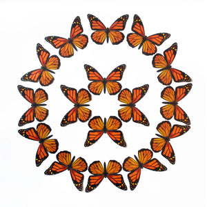 Monarch Butterfly Multi-Pack