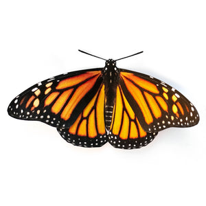 'Monarch (Wings Down)' Butterfly