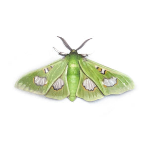 'Moonlight Queen' Moth