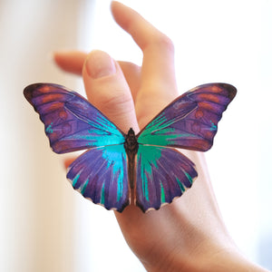 'Aurora' Morpho Butterfly Set