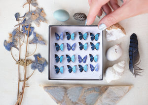 'Micro Blue Morpho' Butterfly