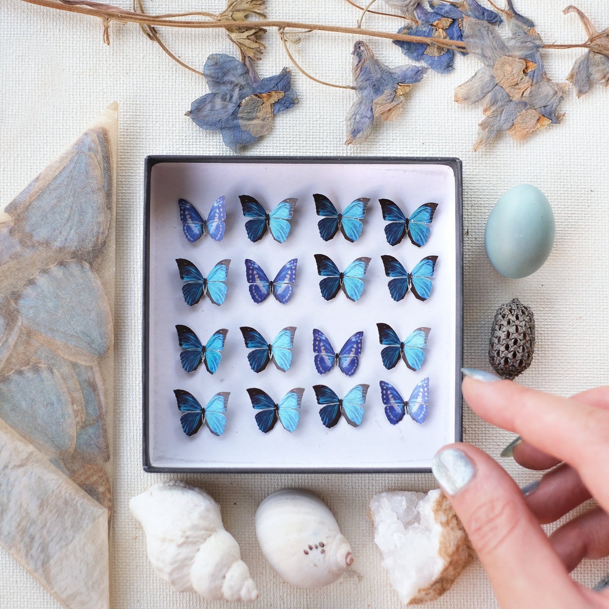 'Cerulean' Micro Morpho Butterfly Collection Reseller Wholesale