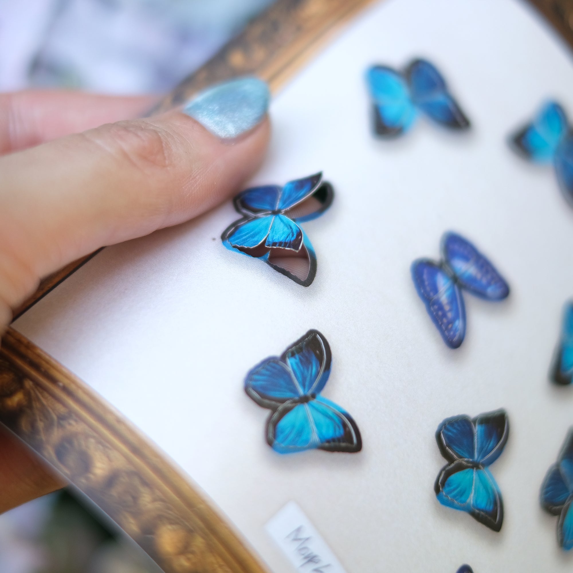 'Cerulean' Micro Morpho Butterfly Collection Artist Wholesale