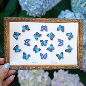 'Cerulean' Micro Morpho Butterfly Collection