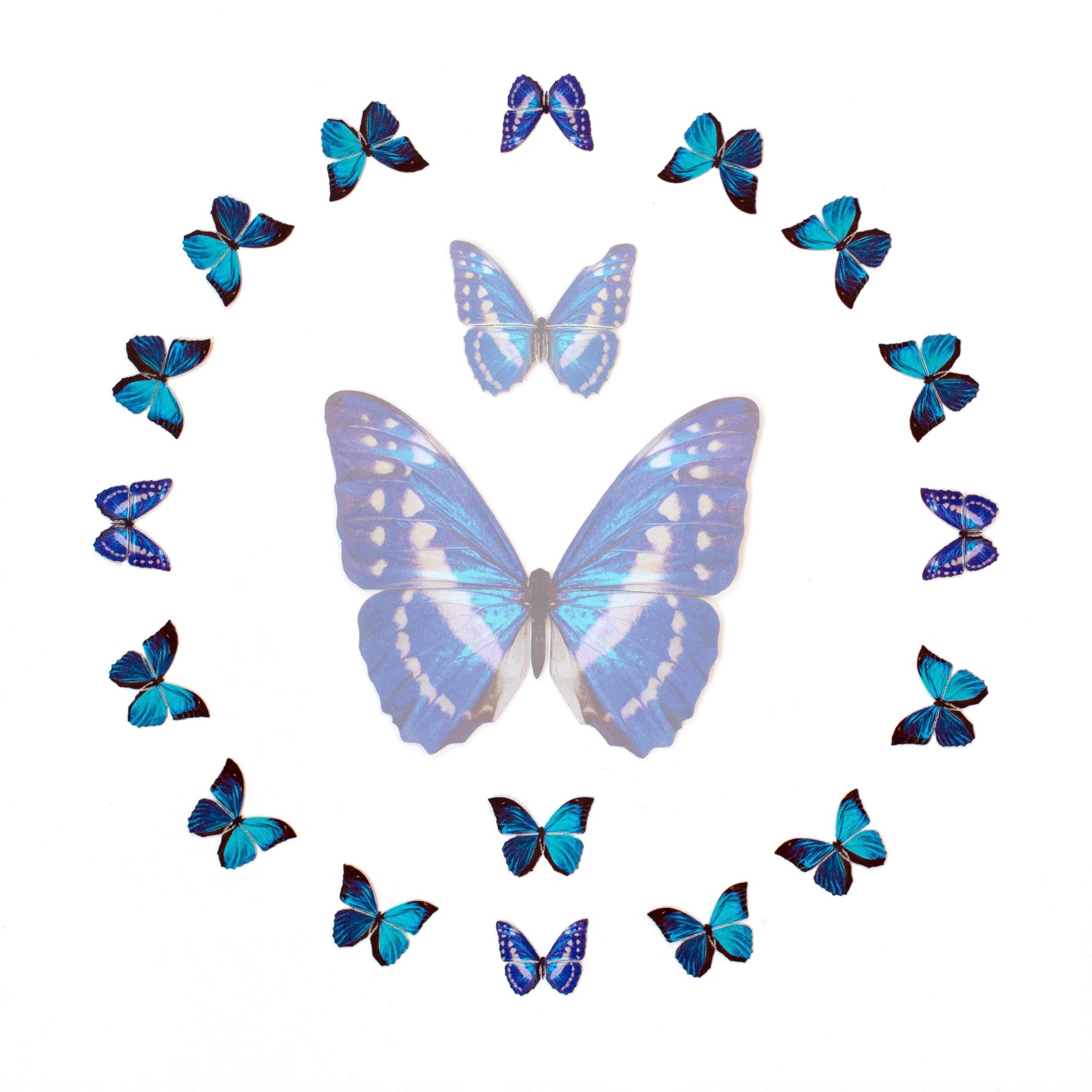 'Cerulean' Micro Morpho Butterfly Collection Reseller Wholesale