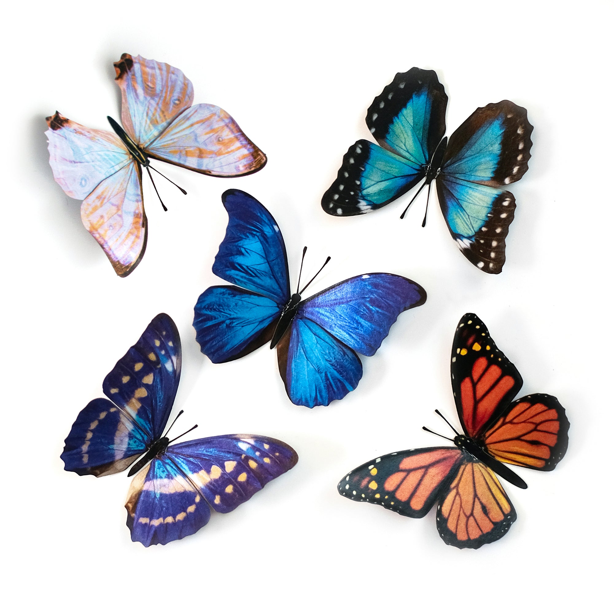 Morphos and Monarch Butterfly Set Artist Wholesale