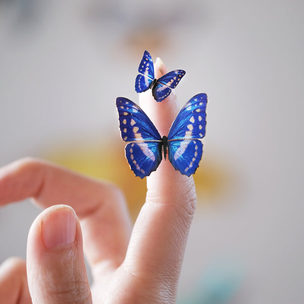 'Micro White & Blue Morpho' Butterfly - Moth & Myth
