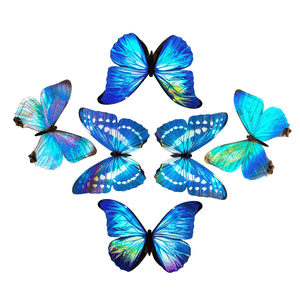 💫Back in Stock💫Holographic Morpho Butterfly Sticker Pack Reseller Wholesale