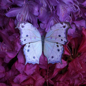 'Hyacinth' Moth Set