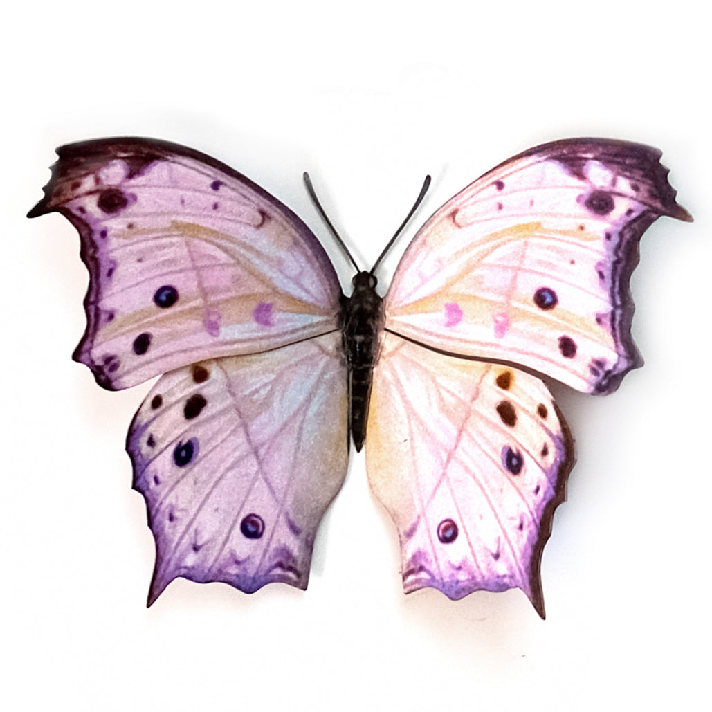 'Mother-of-Pearl' Butterfly