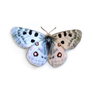 'Mountain Apollo' Butterfly