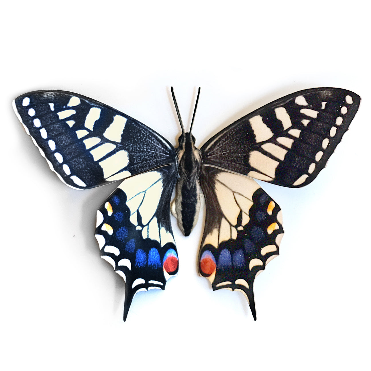 'Old World Swallowtail' Butterfly