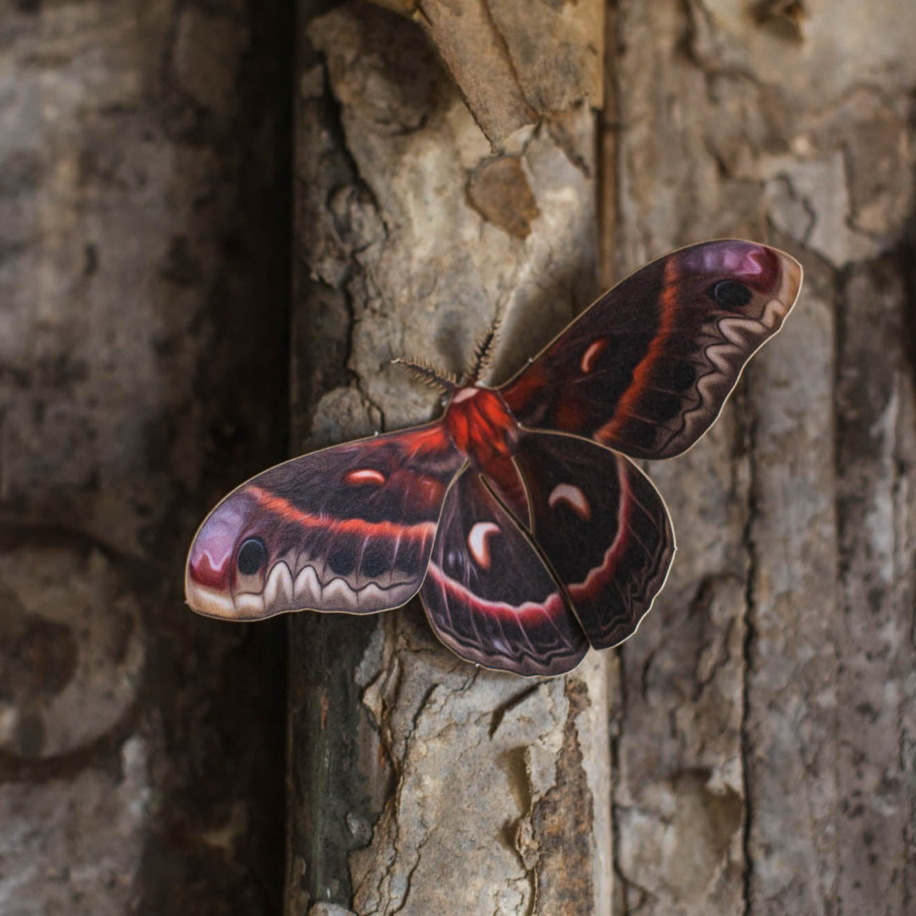 'Female Cecropia' Moth