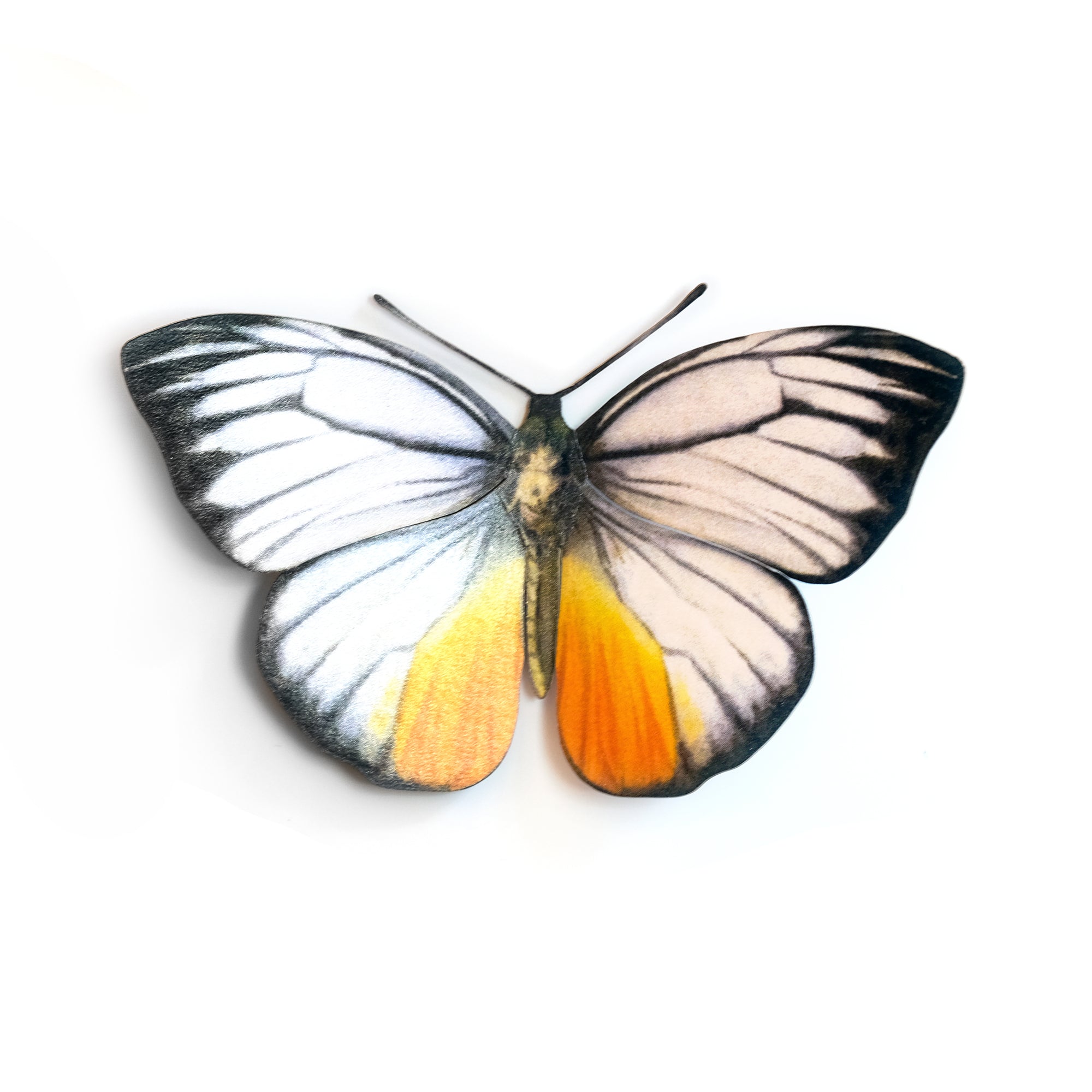 'Orange Gull' Butterfly