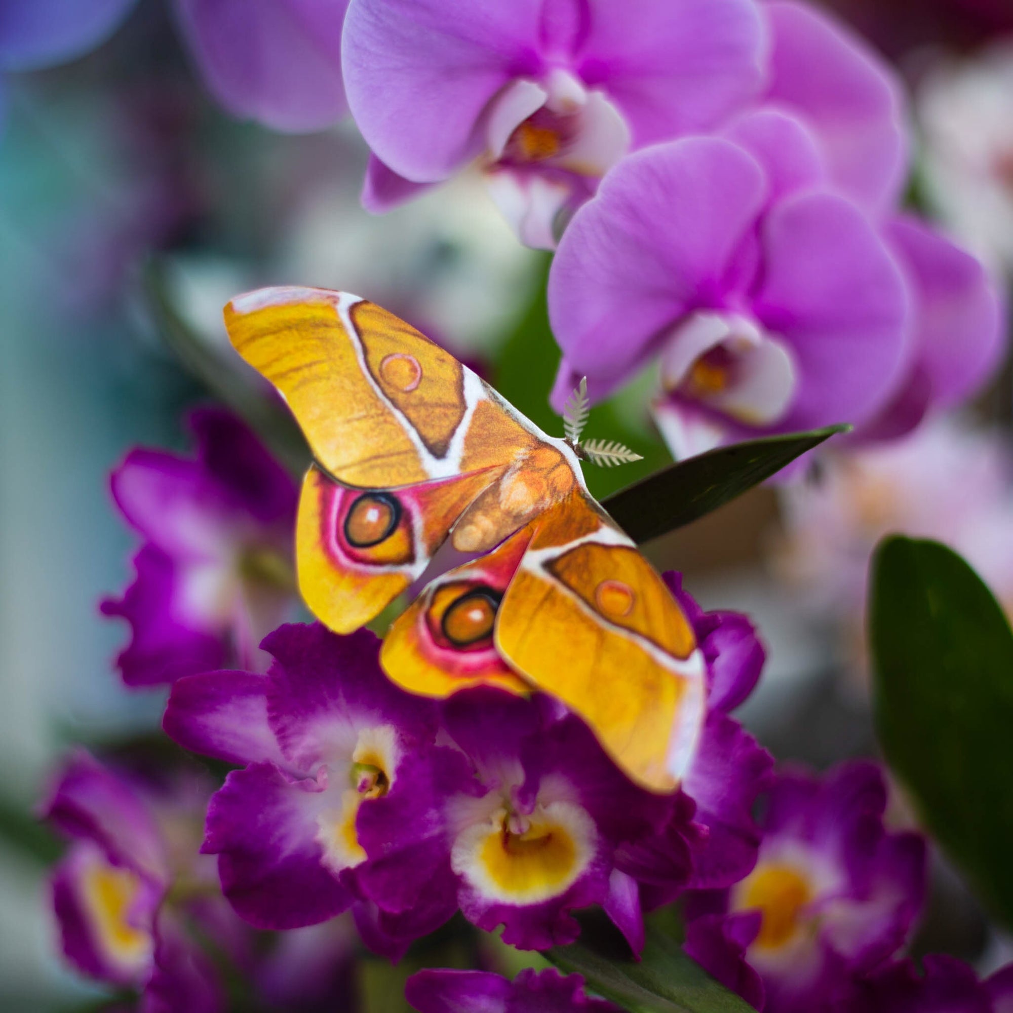'Amber' Atlas Moth Set Artist Wholesale