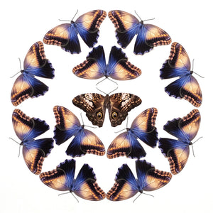 💫Halloween💫 Blue Owl Butterfly Multi-Pack