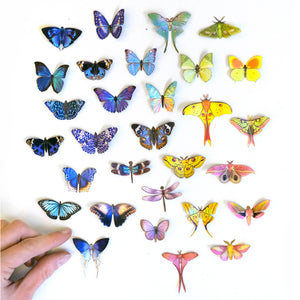 'Mini Aurora Morpho' Butterfly