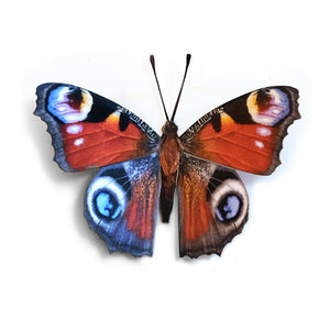 'Peacock' Butterfly