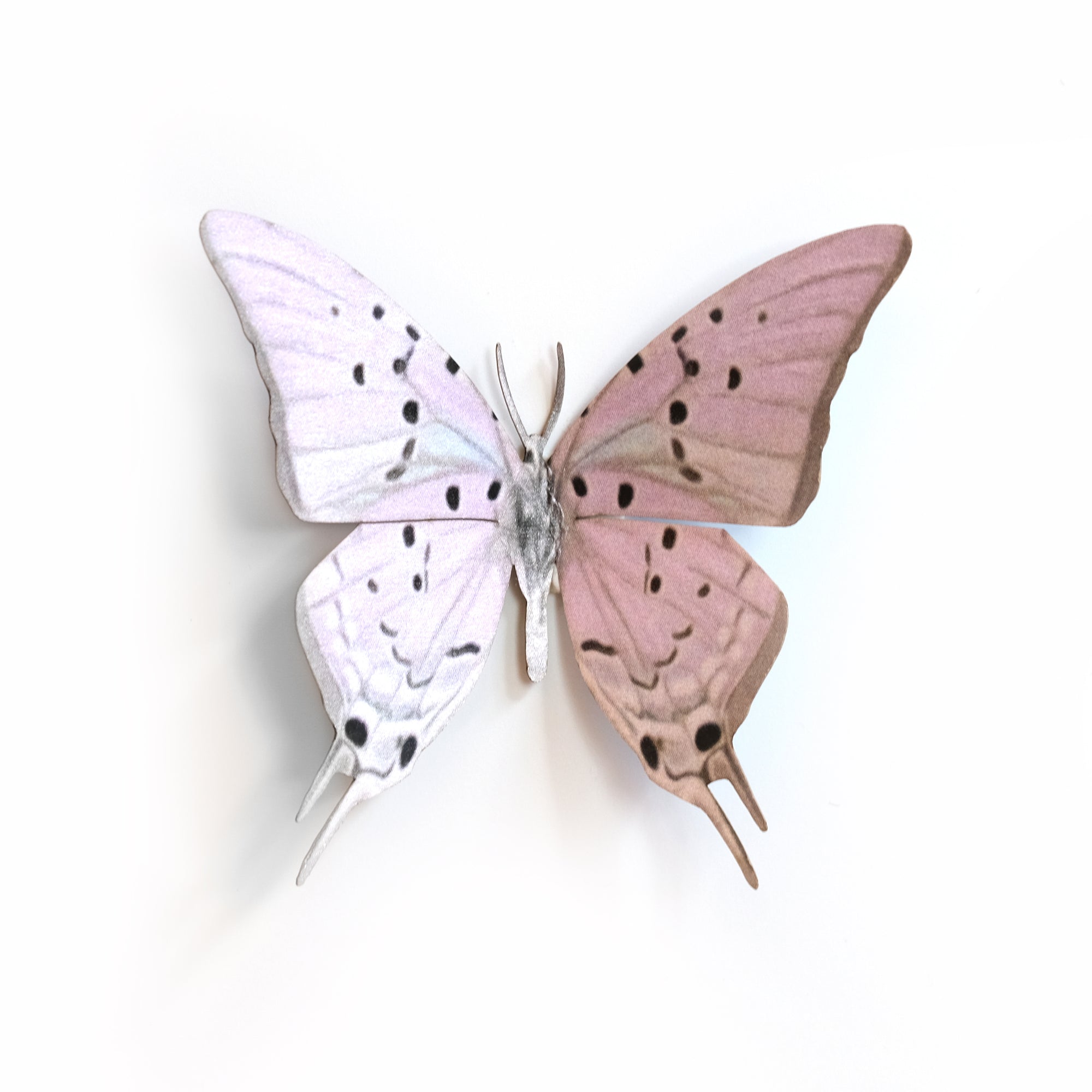 'Pink Hairstreak' Butterfly