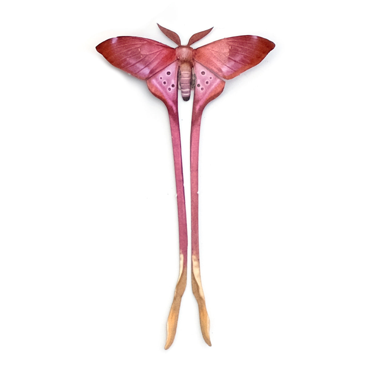 Custom Collections Moth Myth