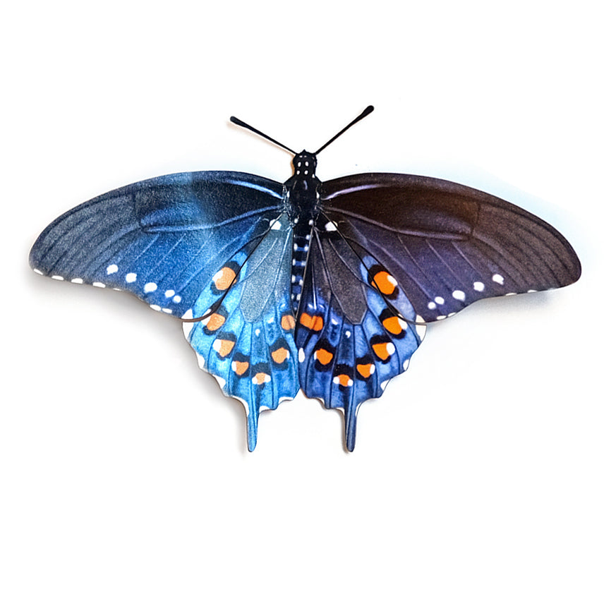 'Pipevine Swallowtail' Butterfly