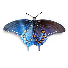 Pipevine-Swallowtail_240x.jpg?