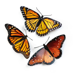'Monarch (Wings Down)' Butterfly