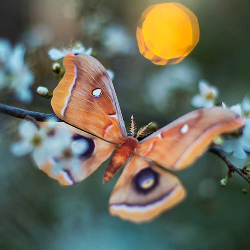 'Polyphemus' moth